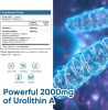 Picture of Urolithin A Supplement 2000 mg - 120 Capsules Powerful Antioxidant Protection, Promoting Healthy Aging & Mitochondrial Health and Cell Repair Support for Men & Women